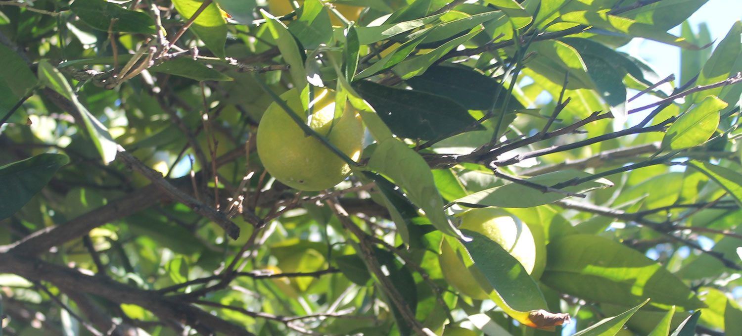 Lemon Tree Rhodes