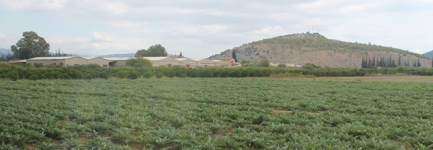 A field of artichokes near Mycenae